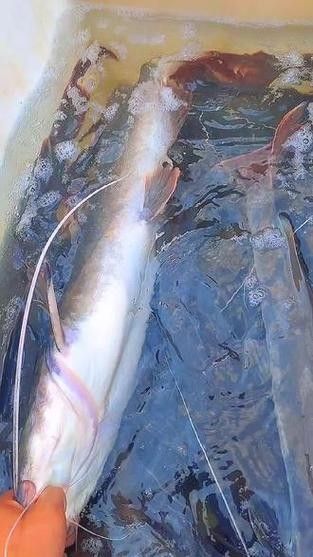 瀾滄江野生魚(yú)（五湖釣瀾滄江魚(yú)有哪些種類(lèi)趙老師星火課堂瀾滄江魚(yú)有哪些種類(lèi)）