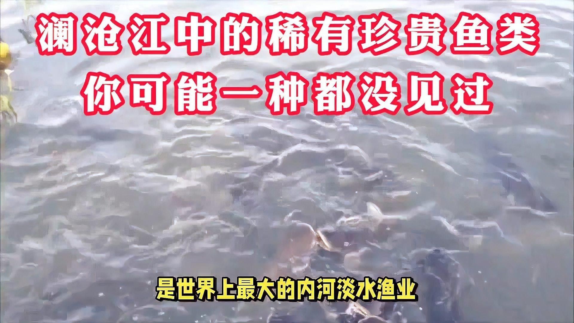 瀾滄江野生魚(yú)（五湖釣瀾滄江魚(yú)有哪些種類(lèi)趙老師星火課堂瀾滄江魚(yú)有哪些種類(lèi)）