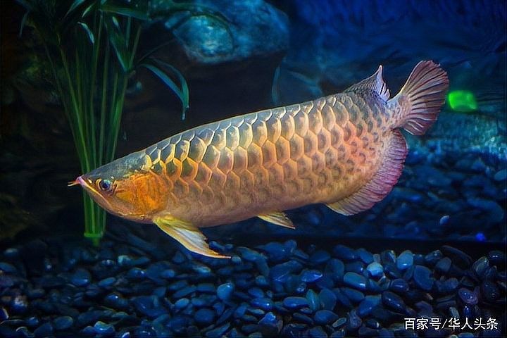 哪些國家允許買賣龍魚（關于哪些國家允許買賣龍魚的討論引發了廣泛關注的信息）