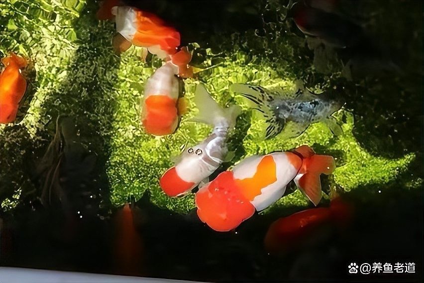龍魚缸需要安裝過濾器嗎（魚缸需要安裝過濾器嗎）