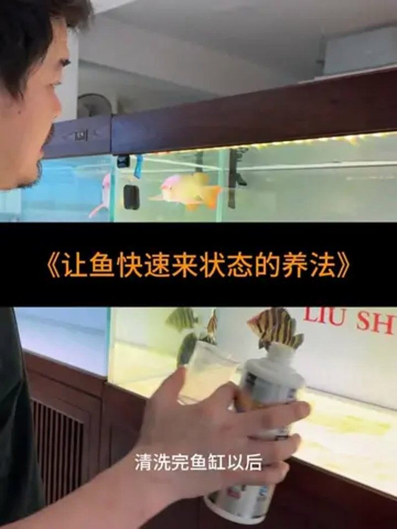 龍魚鱗腐蝕最怕三個(gè)東西（(二)龍魚鱗片腐蝕如何治療龍魚鱗腐蝕） 龍魚鱗腐蝕最怕三個(gè)東西（(二)龍魚鱗片腐蝕如何治療龍魚鱗腐蝕） 觀賞魚百科 第1張
