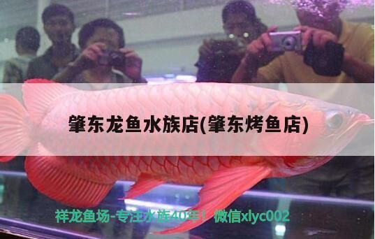 肇東龍魚水族店(肇東烤魚店)（肇東龍魚水族店的價格） 肇東龍魚水族店(肇東烤魚店)（肇東龍魚水族店的價格） 觀賞魚百科
