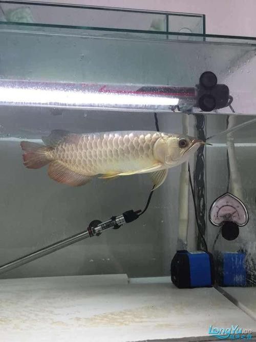 金龍魚鱗片發黑怎么辦？（金龍魚鱗片發黑是什么原因）