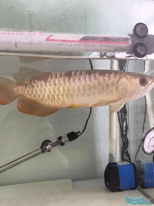 金龍魚鱗片發黑怎么辦？（金龍魚鱗片發黑是什么原因）