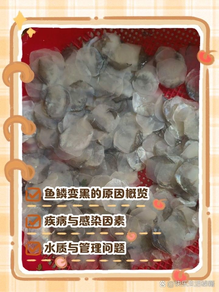 金龍魚鱗片發黑怎么辦？（金龍魚鱗片發黑是什么原因）