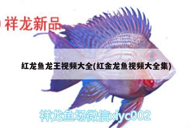 龍魚剛出生多大（龍魚剛出生多大可以繁殖）（龍魚的生命周期）