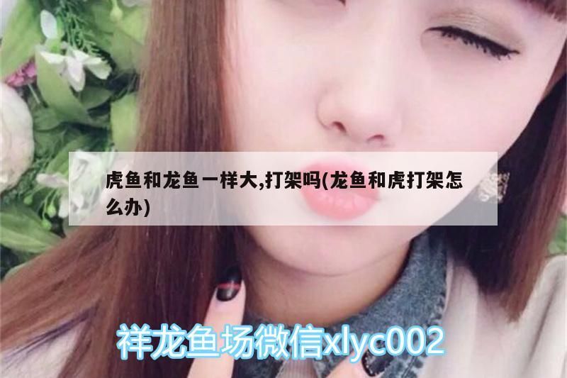 龍魚剛出生多大（龍魚剛出生多大可以繁殖）（龍魚的生命周期） 龍魚剛出生多大（龍魚剛出生多大可以繁殖）（龍魚的生命周期） 觀賞魚百科 第2張