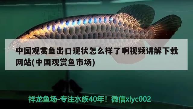 中國觀賞魚出口現(xiàn)狀怎么樣了啊視頻講解下載網(wǎng)站(中國觀賞魚市場)