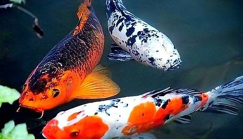 龍魚潰爛期間可以用藥嗎（魚潰爛期間，可以用藥，使用藥物需要謹慎） 龍魚潰爛期間可以用藥嗎（魚潰爛期間，可以用藥，使用藥物需要謹慎） 龍魚百科 第3張