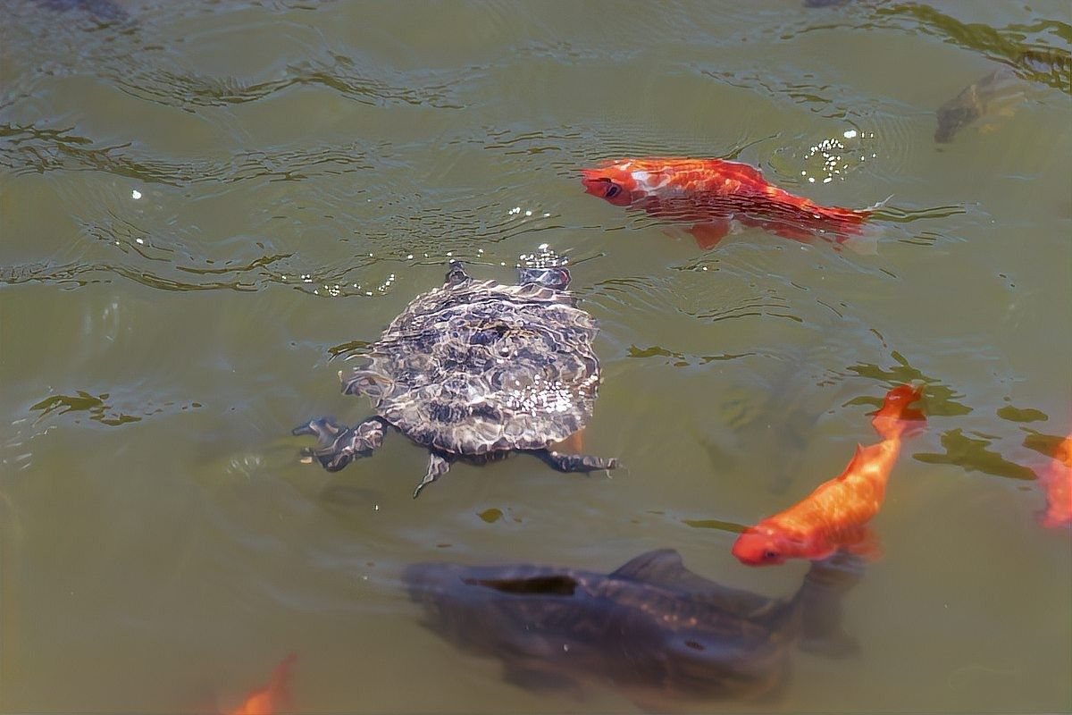 烏龜和哪些魚可以混養(yǎng)？（烏龜可以和什么魚一起養(yǎng)） 烏龜和哪些魚可以混養(yǎng)？（烏龜可以和什么魚一起養(yǎng)） 龍魚百科 第2張