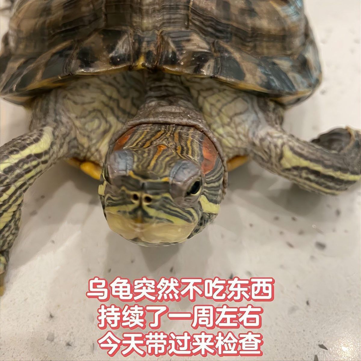 龍龜受潮后如何急救（婷婷妝點星球,烏龜出現這5個癥狀就是“死亡倒計時”）