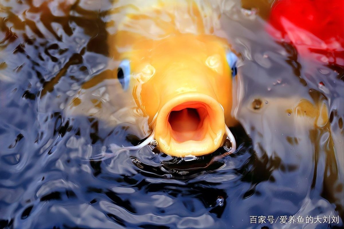 恐龍魚多久喂一次蝦 恐龍魚多久喂一次蝦 龍魚百科 第8張