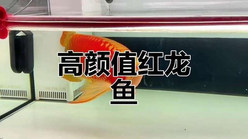 有哪些紅龍魚高清視頻示例（抖音紅龍魚高清視頻示例）