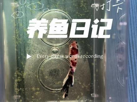 紅龍魚凸眼睛怎么辦視頻（養(yǎng)魚小藝龍魚眼睛凸眼原因及春季解決方案龍魚凸眼手術教程）