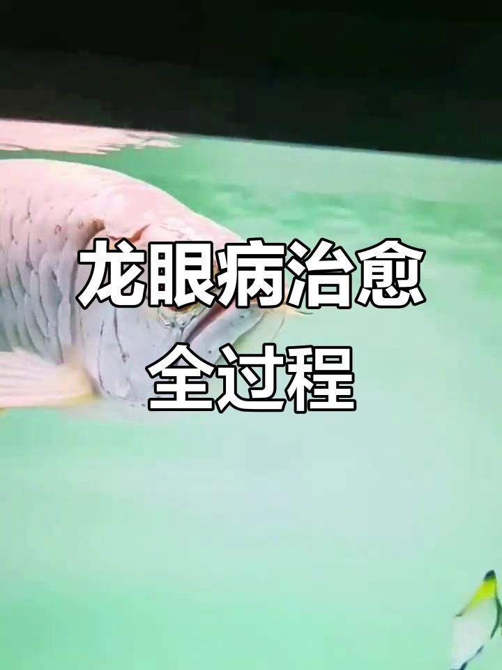 紅龍魚凸眼睛怎么辦視頻（養(yǎng)魚小藝龍魚眼睛凸眼原因及春季解決方案龍魚凸眼手術教程）