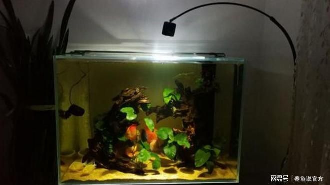 印尼虎魚多少溫度飼養最好:印尼虎魚多少溫度飼養最好印尼虎魚多少溫度飼養最好 金龍魚市場需求趨勢預測(關于金龍魚的問題) 觀賞魚百科 金龍魚市場需求趨勢預測(關于金龍魚的問題) 金龍魚市場需求趨勢預測(關于金龍魚的問題) 觀賞魚百科