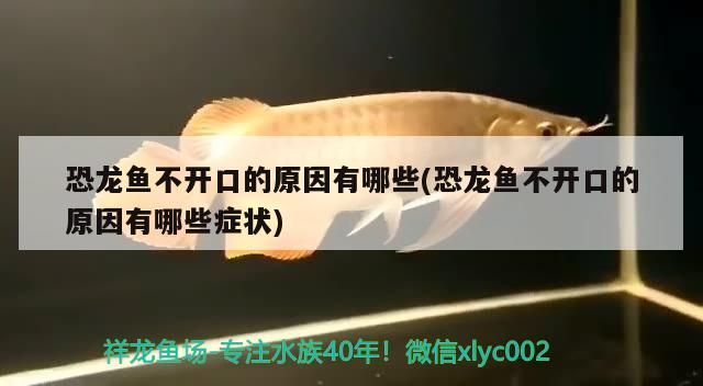 恐龍魚不開口的原因有哪些(恐龍魚不開口的原因有哪些癥狀)（恐龍魚不開口的原因）
