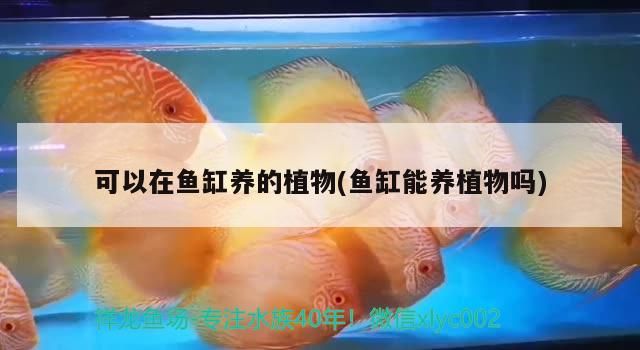 可以在魚缸養(yǎng)的植物(魚缸能養(yǎng)植物嗎)（魚缸養(yǎng)植物可以在魚缸里放綠蘿嗎）