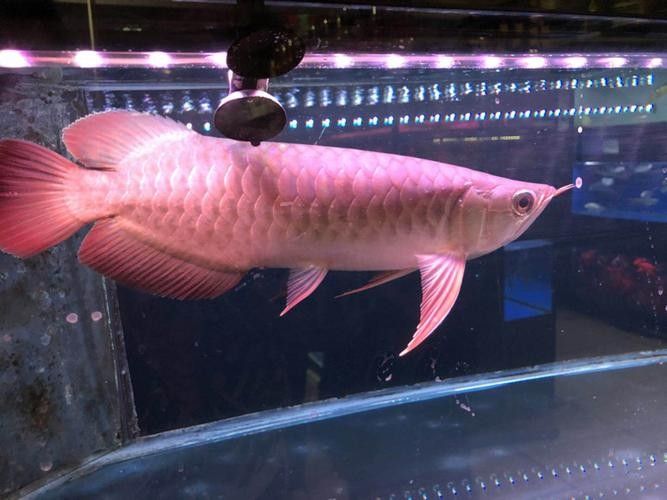 如何通過官方群聯系到龍魚交流（如何加入官方的龍魚交流群？）