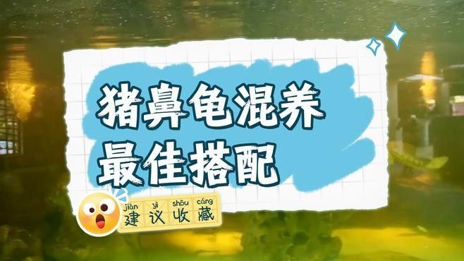 龍魚和豬鼻龜混養(yǎng)需要多大的魚缸（魚和豬鼻龜混養(yǎng)的魚缸大小取決于多種因素）