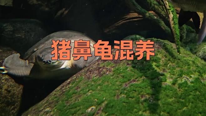 龍魚和豬鼻龜混養(yǎng)需要多大的魚缸（魚和豬鼻龜混養(yǎng)的魚缸大小取決于多種因素）