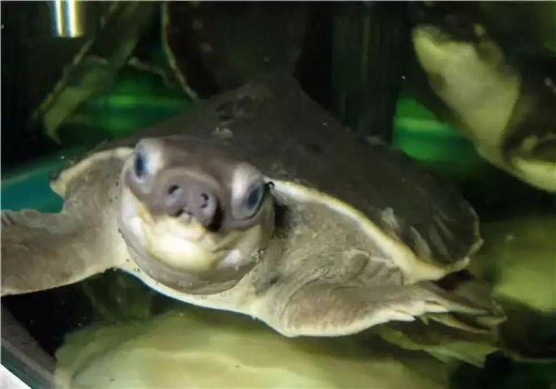 龍魚水霉病能自愈嗎，龍魚水霉病是否能自愈，水霉病治療期間需要停食嗎 龍魚水霉病能自愈嗎，龍魚水霉病是否能自愈，水霉病治療期間需要停食嗎 龍魚百科 第2張