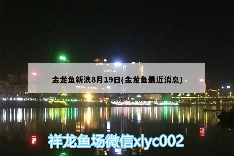 金龍魚新浪8月19日(金龍魚最近消息)（大眾汽車停止研發(fā)新內(nèi)燃機(jī)）