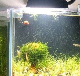 銀龍魚水溫（銀龍魚水溫和水質要求詳解，銀龍魚水溫多少合適） 銀龍魚水溫（銀龍魚水溫和水質要求詳解，銀龍魚水溫多少合適） 觀賞魚百科 第2張