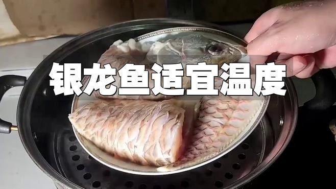 銀龍魚水溫（銀龍魚水溫和水質要求詳解，銀龍魚水溫多少合適） 銀龍魚水溫（銀龍魚水溫和水質要求詳解，銀龍魚水溫多少合適） 觀賞魚百科 第4張
