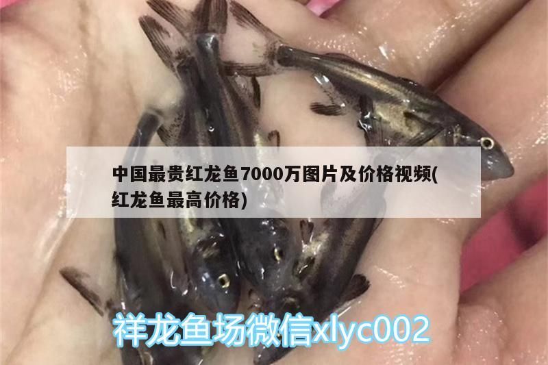 中國最貴紅龍魚7000萬圖片及價格視頻(紅龍魚最高價格)（中國最貴的紅龍魚7000萬圖片及價格視頻）
