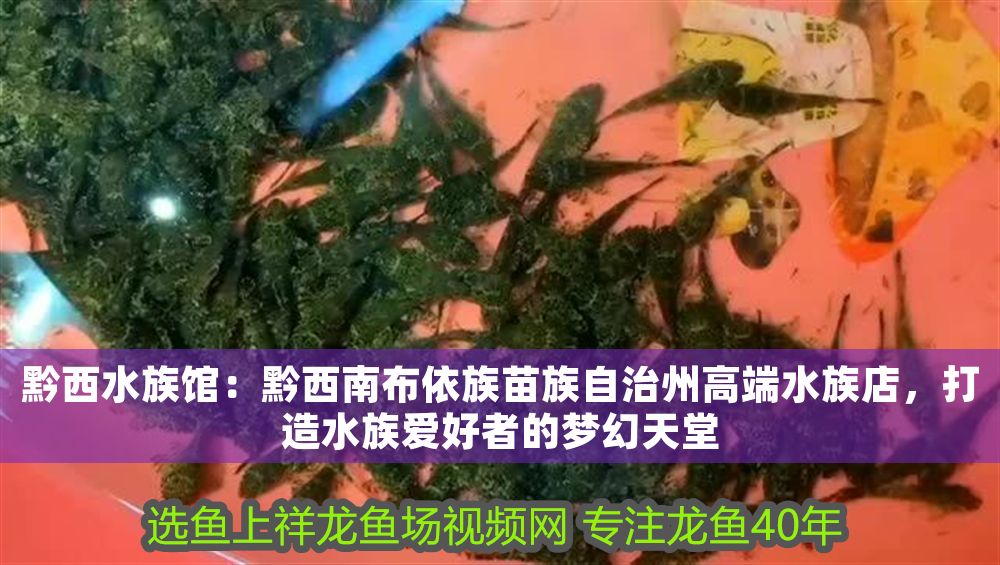 黔西水族館：黔西南布依族苗族自治州高端水族店，打造水族愛(ài)好者的夢(mèng)幻天堂（黔西南布依族苗族自治州高端水族自治州高端水族店）