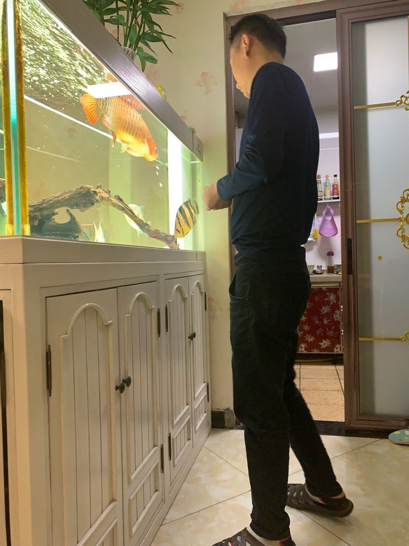 金龍魚眼睛手術(shù)視頻（金龍魚割眼白）（金龍魚眼睛手術(shù)視頻發(fā)白手術(shù)視頻曝光）