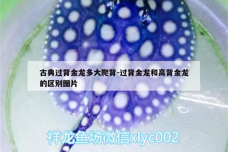 古典過背金龍多大爬背:過背金龍和高背金龍的區別圖片（古典過背金龍多大爬背）