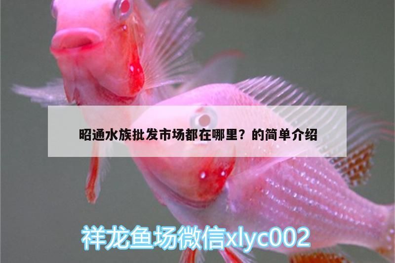 昭通水族批發市場都在哪里？的簡單介紹（成都昭通水族批發市場都在哪里？）