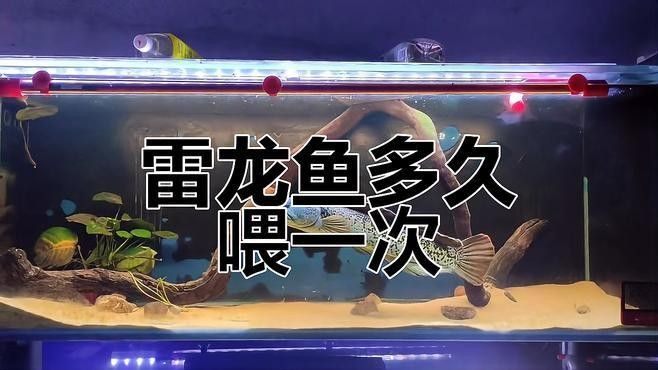 紅帝王黑魔神雷龍魚多久喂一次？（紅帝王黑魔神雷龍魚喂食頻率取決于多種因素）