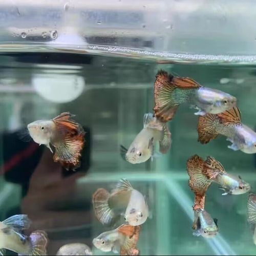 紅龍魚為啥那么貴（紅龍嗶哩嗶哩嗶哩嗶哩嗶哩嗶哩嗶哩嗶哩嗶哩嗶哩嗶哩）