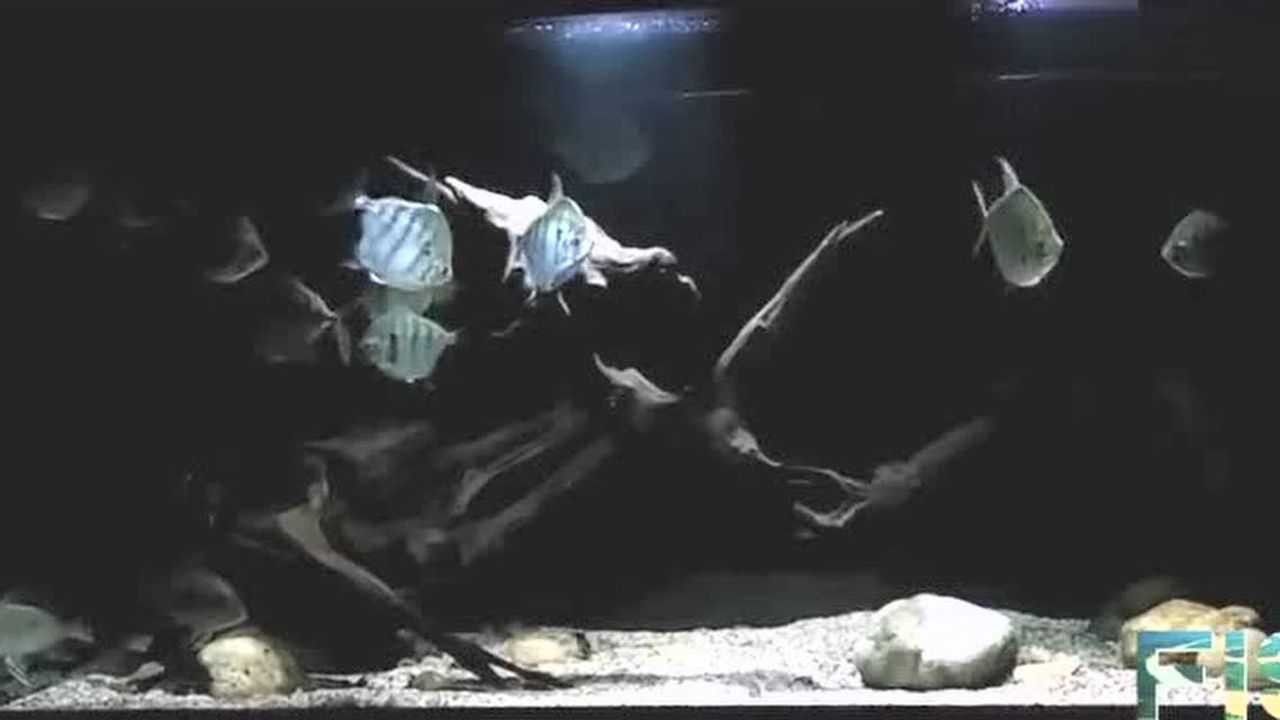 野生虎紋銀板魚（虎紋銀板魚的繁殖習性）