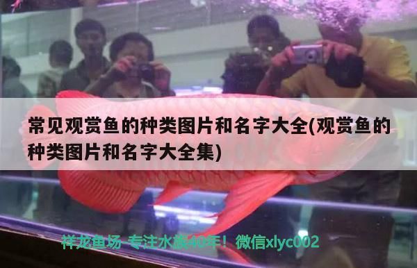 常見觀賞魚的種類圖片和名字大全(觀賞魚的種類圖片和名字大全集)（常見觀賞魚的種類圖片和名字大全）