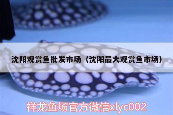 沈陽觀賞魚批發市場：沈陽最大觀賞魚批發市場