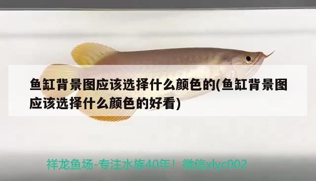 魚缸背景圖應(yīng)該選擇什么顏色的(魚缸背景圖應(yīng)該選擇什么顏色的好看)