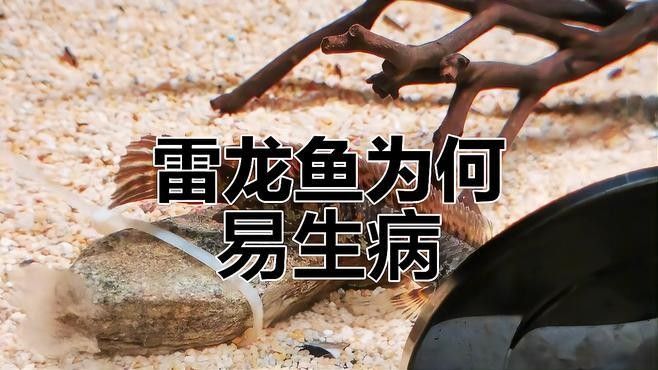 如何判斷火背雷龍魚是否健康（背雷龍魚常見病楚晗影談錄雷龍魚常見疾病及治療方法）