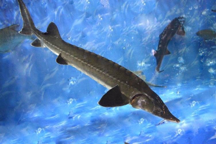 有哪些免費的鱘龍魚高清圖片？（免費鱘龍魚高清圖片來源）