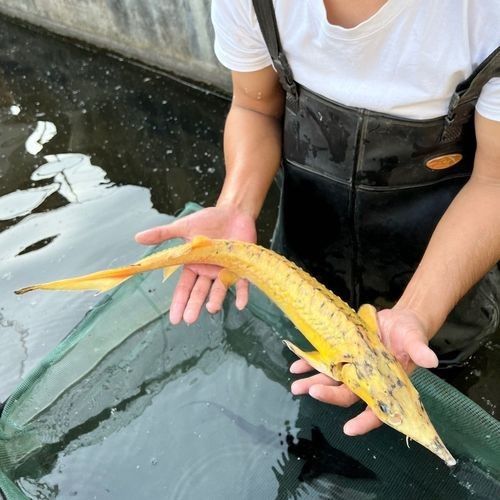 有哪些免費的鱘龍魚高清圖片？（免費鱘龍魚高清圖片來源）