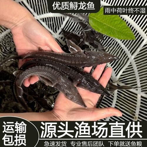 有哪些免費的鱘龍魚高清圖片？（免費鱘龍魚高清圖片來源）