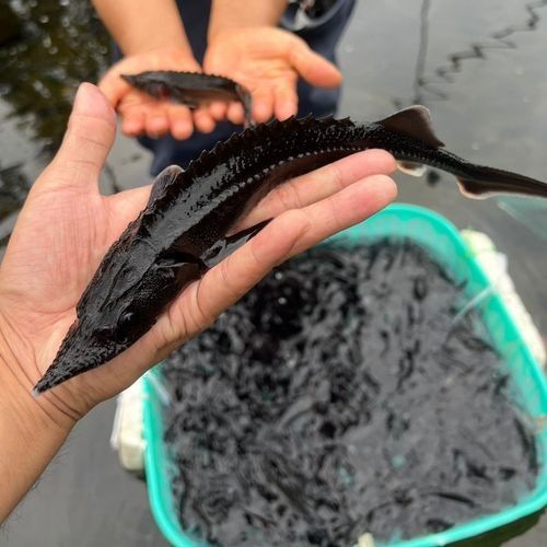 有哪些免費的鱘龍魚高清圖片？（免費鱘龍魚高清圖片來源）