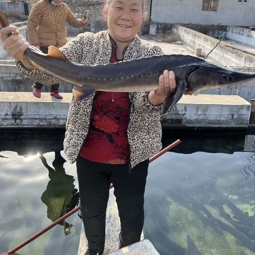 有哪些免費的鱘龍魚高清圖片？（免費鱘龍魚高清圖片來源）