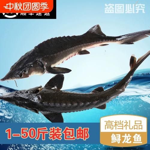 有哪些免費的鱘龍魚高清圖片？（免費鱘龍魚高清圖片來源）