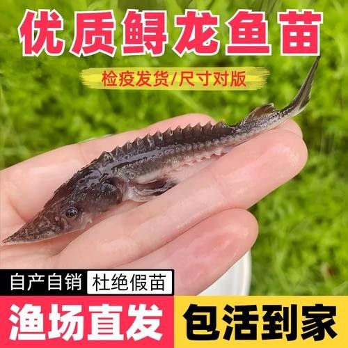 有哪些免費的鱘龍魚高清圖片？（免費鱘龍魚高清圖片來源）