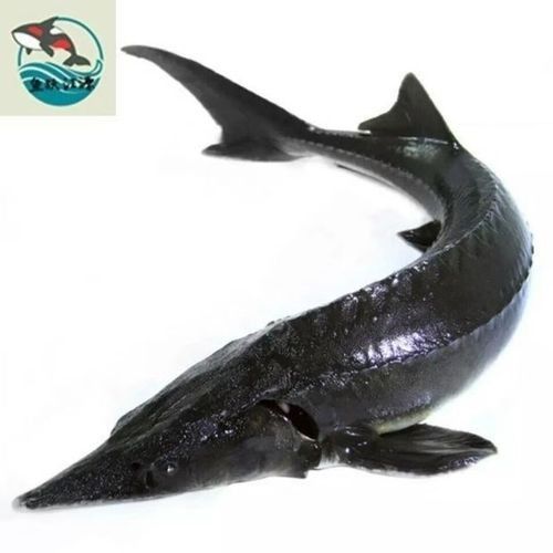 有哪些免費的鱘龍魚高清圖片？（免費鱘龍魚高清圖片來源）