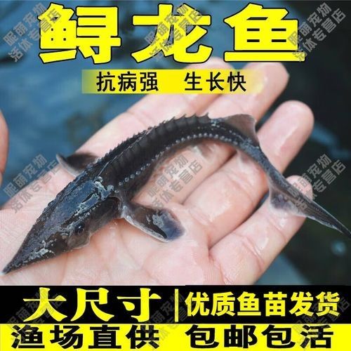 有哪些免費的鱘龍魚高清圖片？（免費鱘龍魚高清圖片來源）